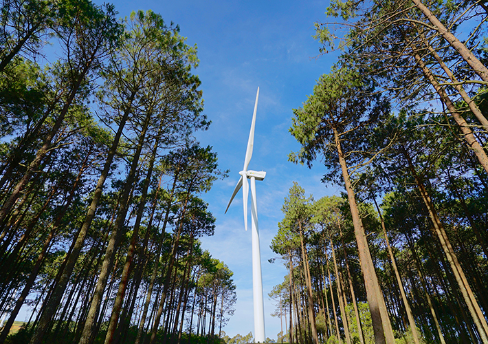 foto noticia Iberdrola reforesta con  más de 2 millones de árboles en los últimos dos años y 80.000 plantas en  los entornos fotovoltaicos.